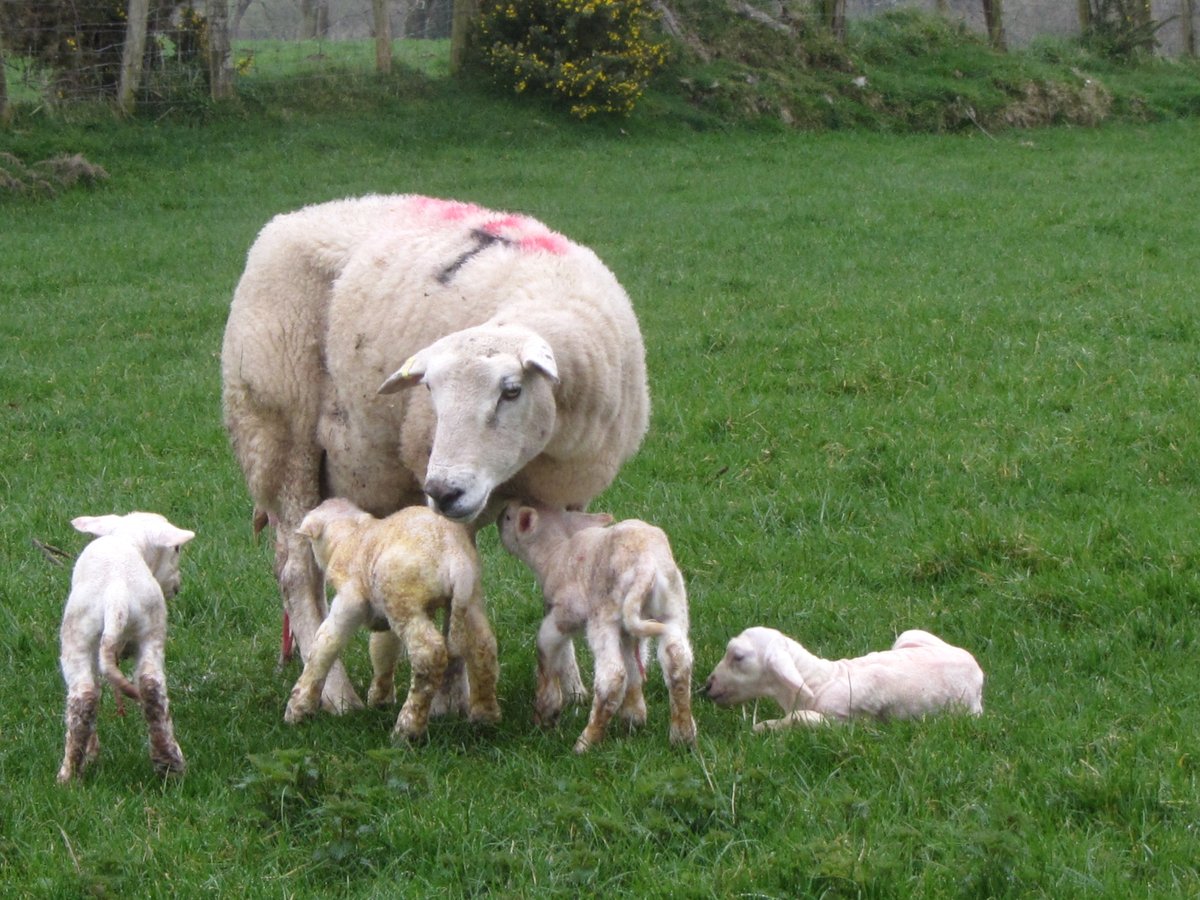 Emyr Lyn tweet media