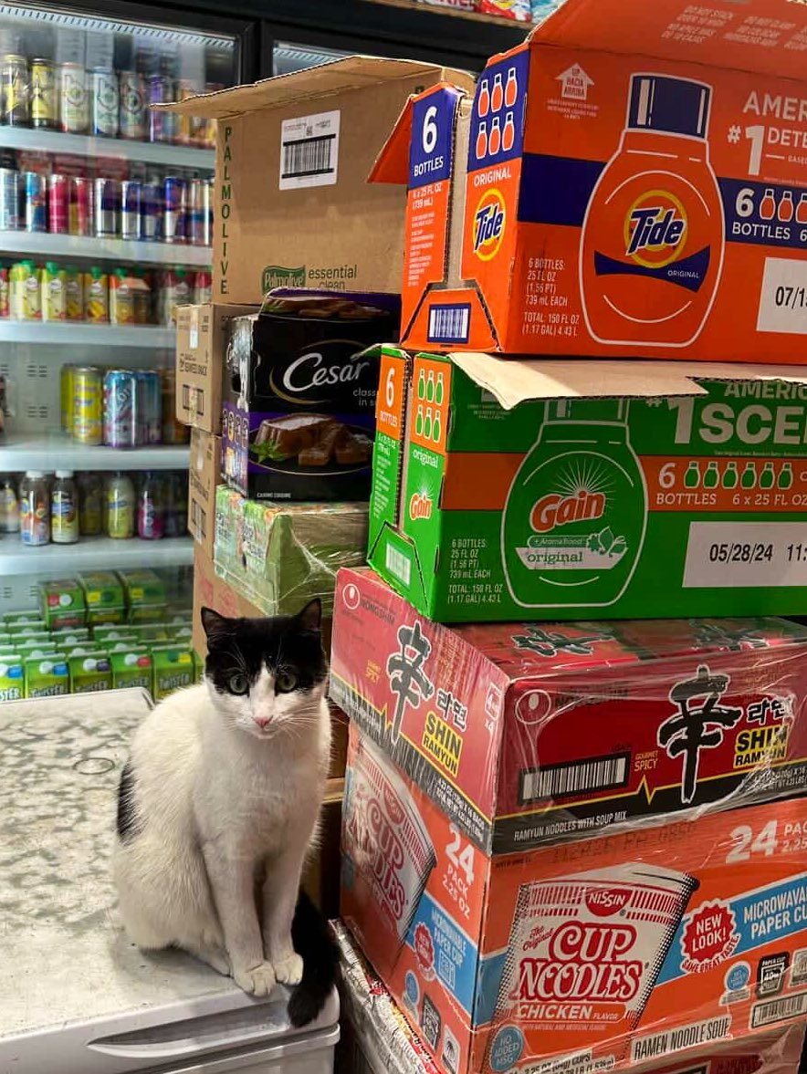 Bodega Cats tweet media