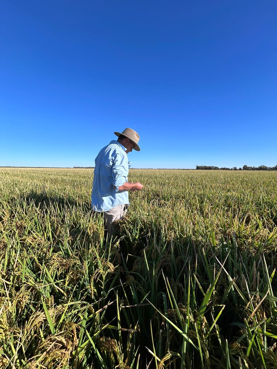 Rice Extension tweet media