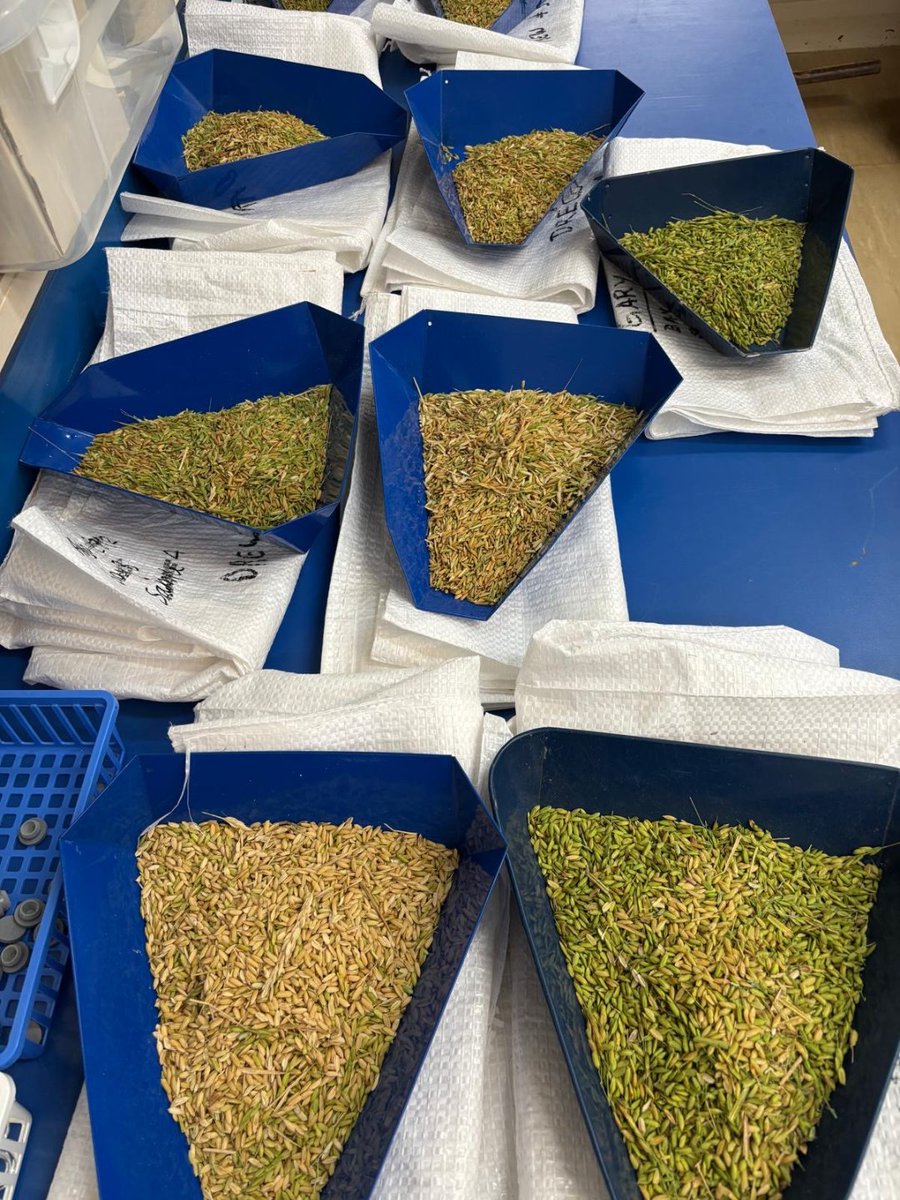 Rice Extension tweet media