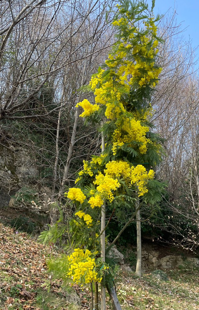 Anna Lucia Montanari tweet media