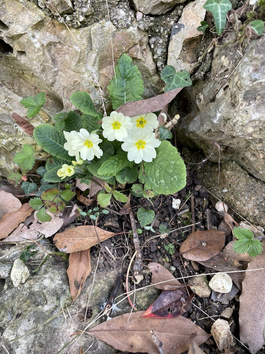 Anna Lucia Montanari tweet media