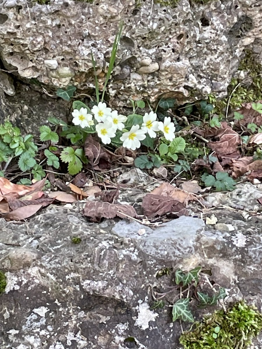 Anna Lucia Montanari tweet media