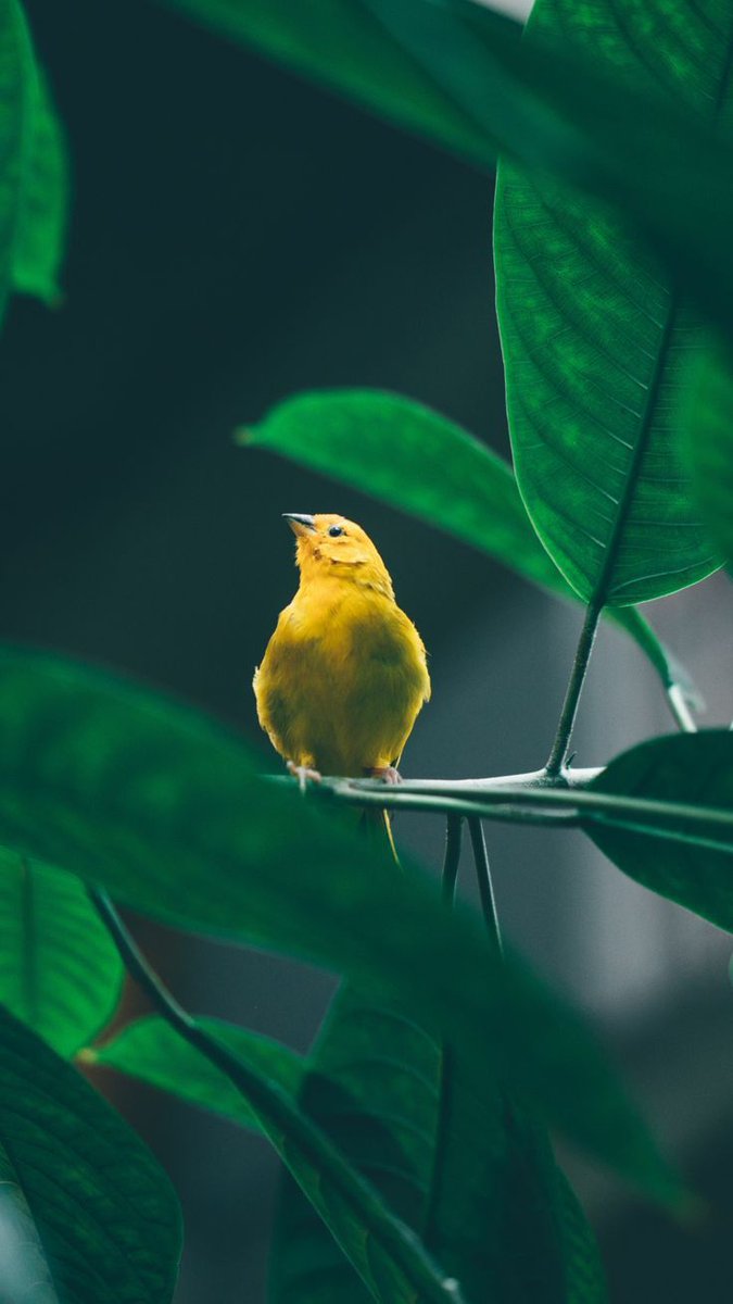 JustMansoor's tweet image. Love this cute little bird! 🐦

Nature’s tiny creatures make our world more beautiful.
If you see birds around your home, leave some water and food for them. 

Kindness to nature is always rewarded

#birds  
#nature  
#birdsofinstagram  
#birdphotography  
#wildlife  
#nature