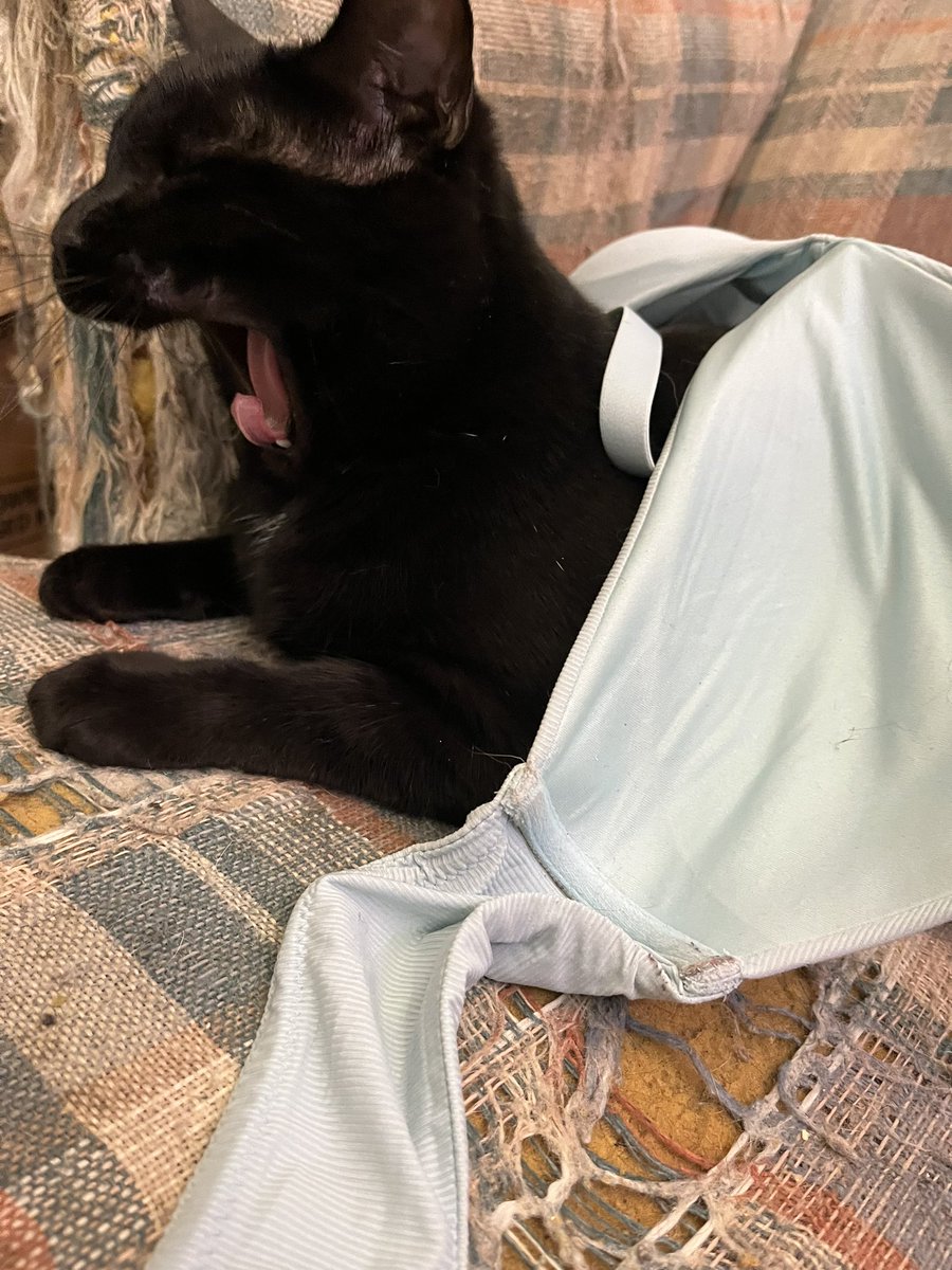 Moysha & Moysha Sons tweet media