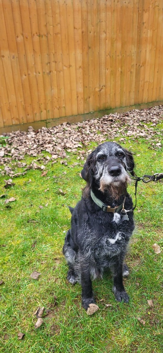 💜PearlyWhirlyGreyhound💜 tweet media