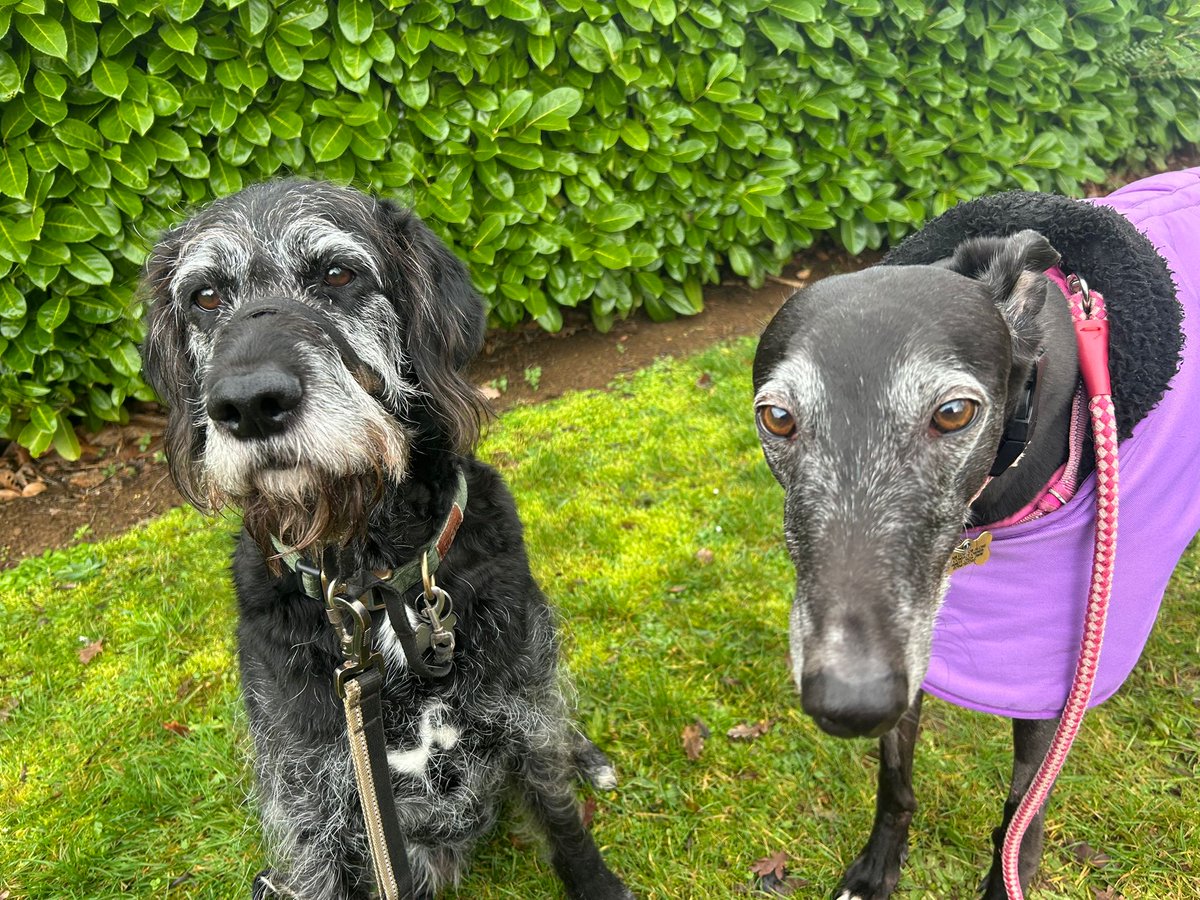 💜PearlyWhirlyGreyhound💜 tweet media