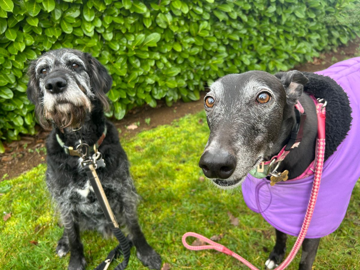 💜PearlyWhirlyGreyhound💜 tweet media