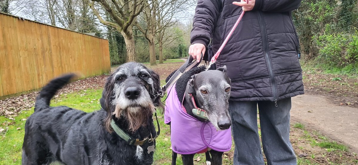 💜PearlyWhirlyGreyhound💜 tweet media