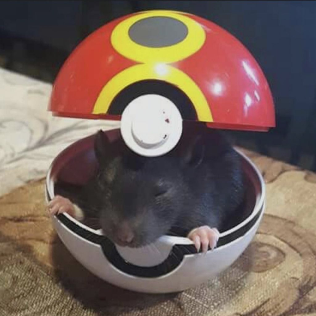 I finally caught a wild Rattata