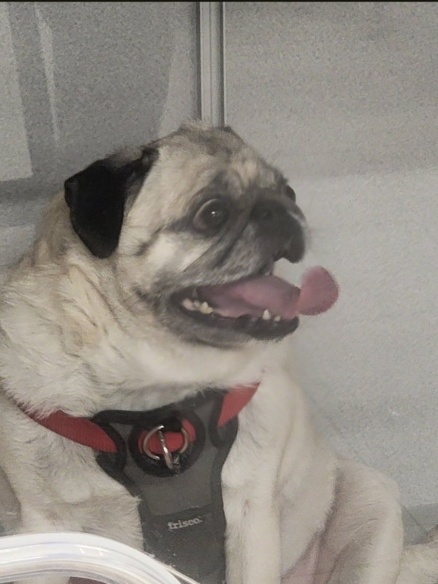 Just before the clocks ⏰️ jumped forward, Stella was taken to the vet ER for a colitis flare. Poor baby girl needed oxygen (she's in it in this picture) and pain meds. She's home and resting now. 💖💖💖 #Stella #PoorBabyGirl #FeelingBetterToday