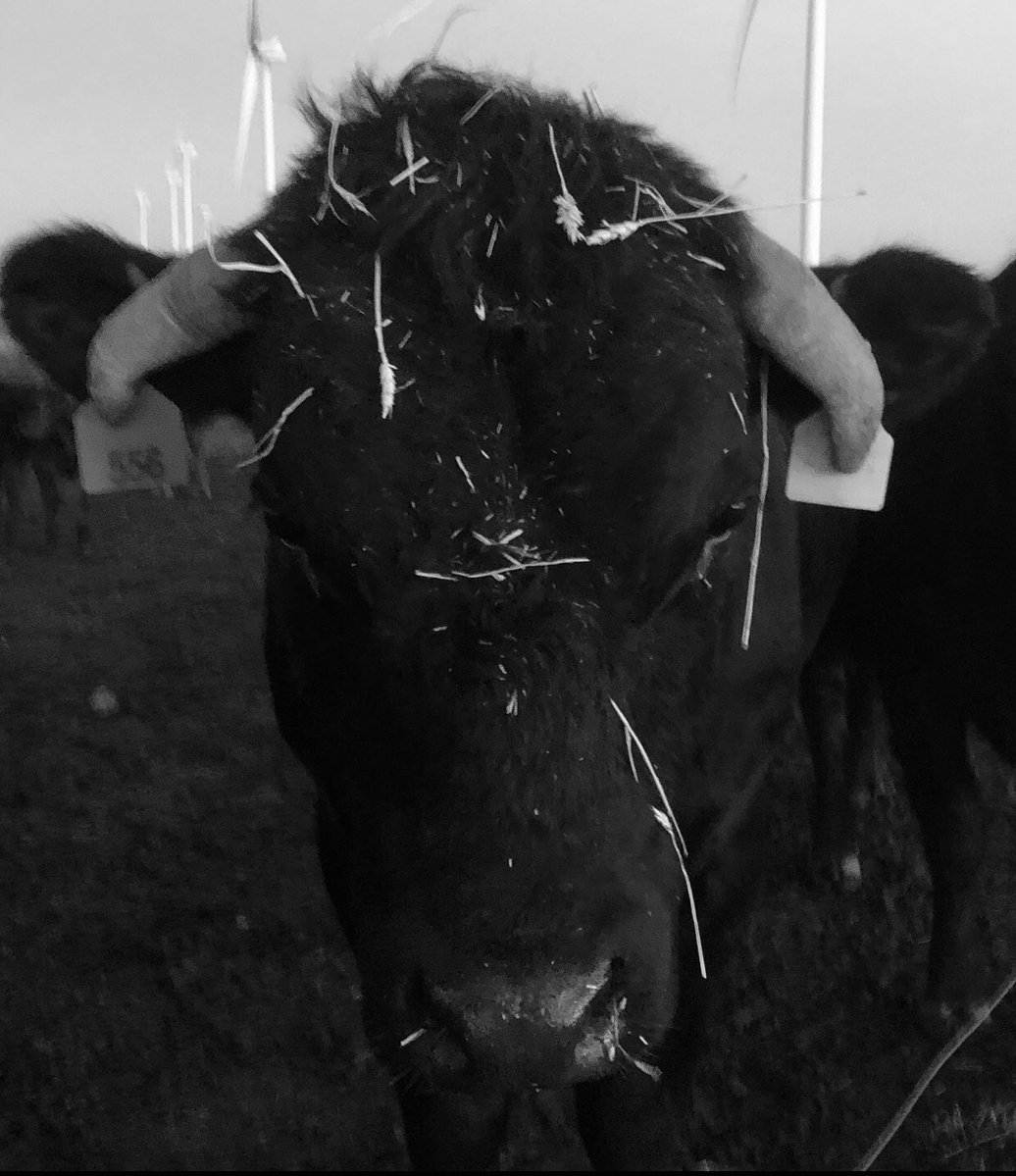 Mr. Pigweed ©️ tweet media