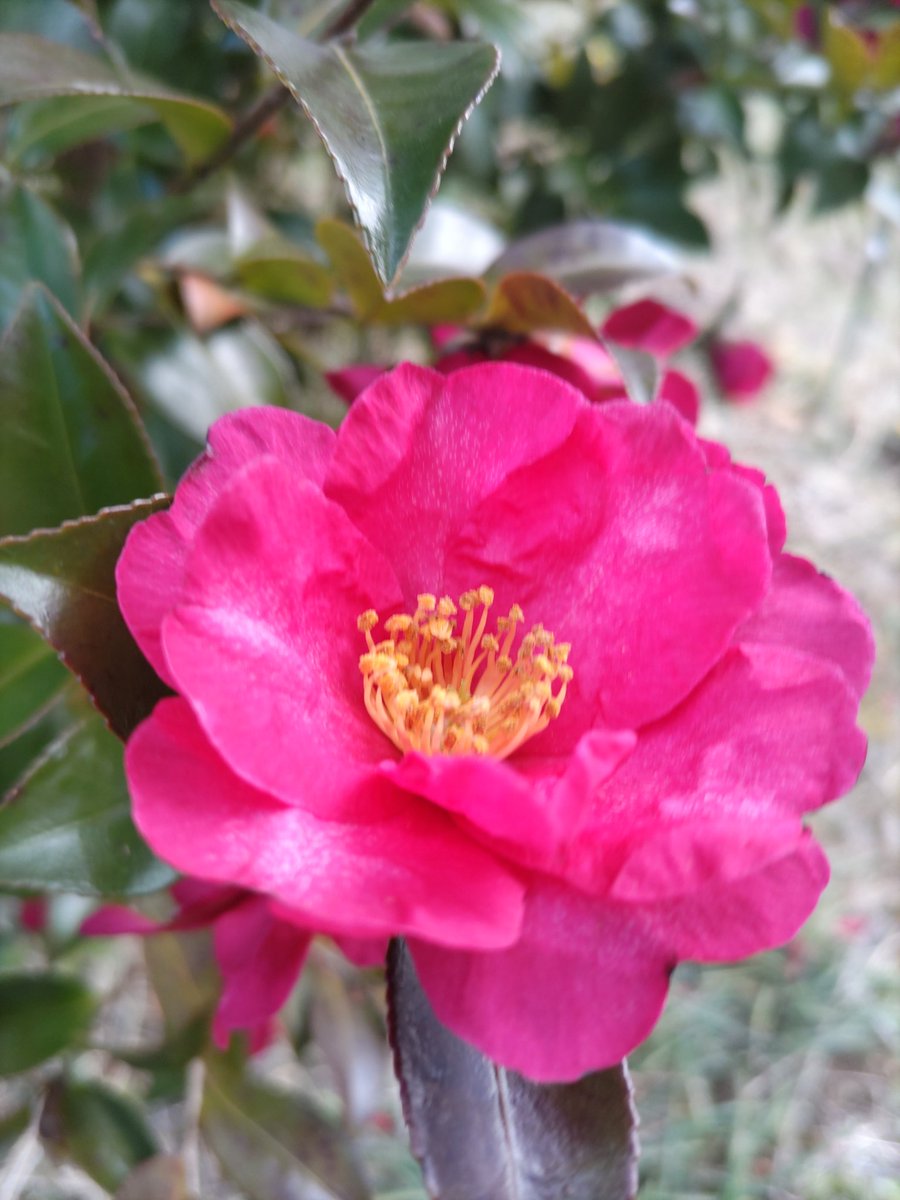 いちごパフェ tweet media