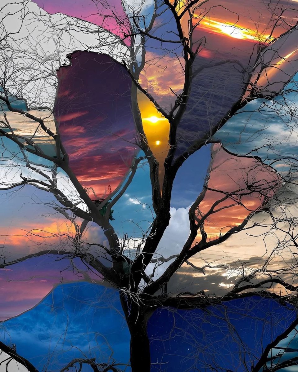 blossom. tweet media