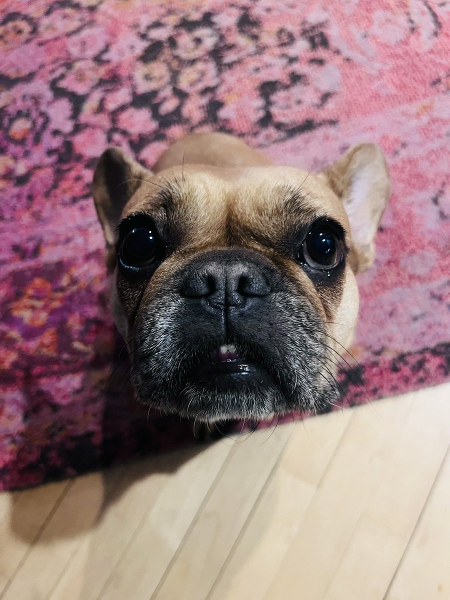 <a href="/FirstCFrenchies/">First-class Frenchies</a> <a href="/ApeChainHUB/">ApeChainHUB</a>