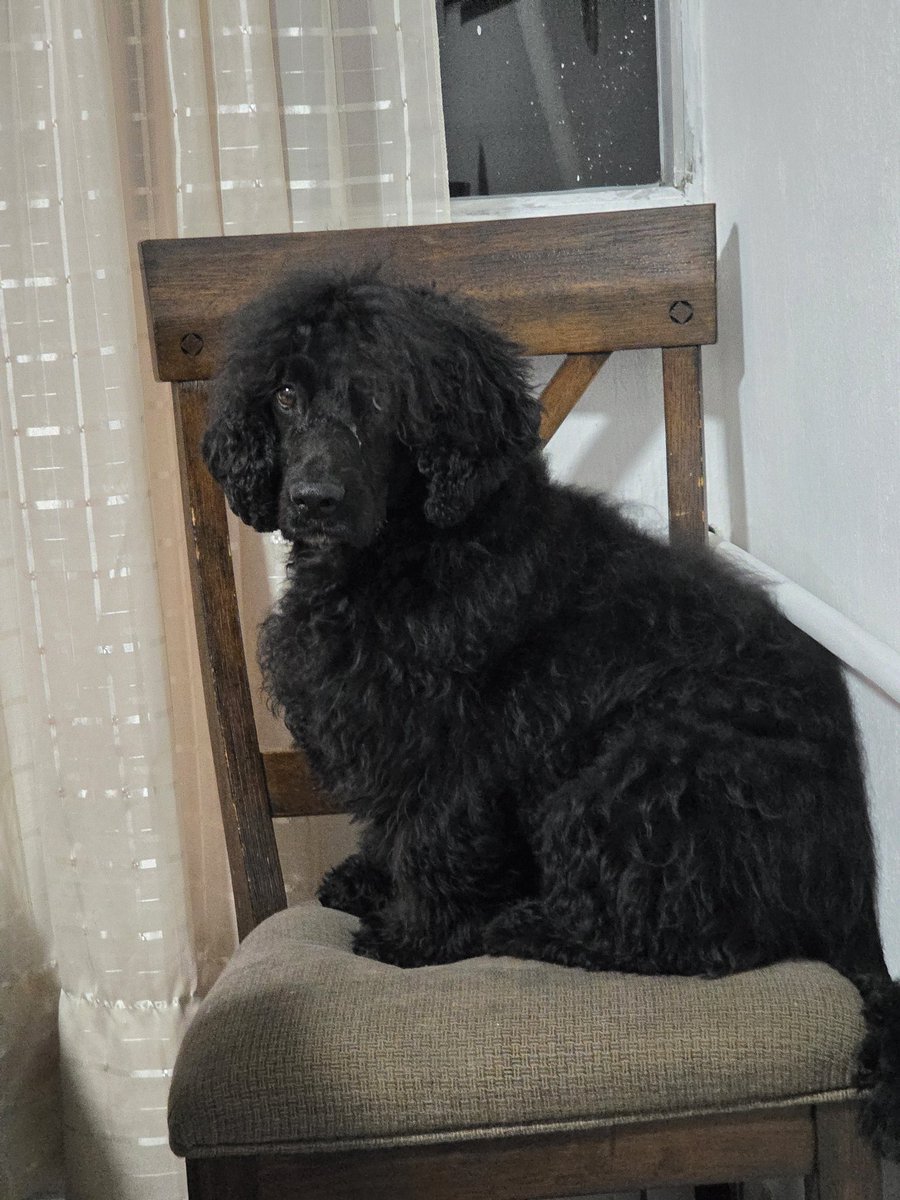 Monchito Cocker (@cockermonchito) on Twitter photo 