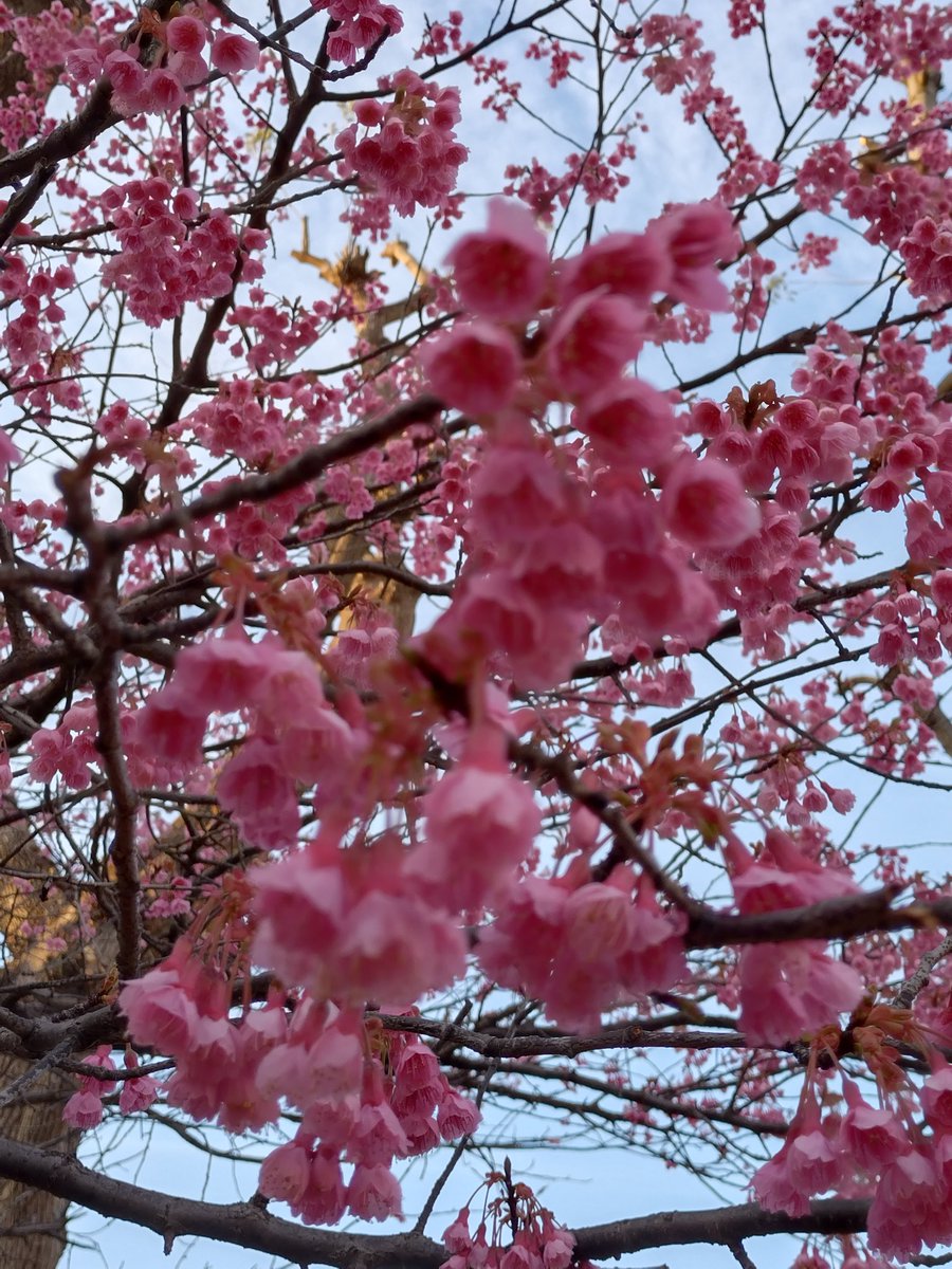 Hitomi Hirade tweet media