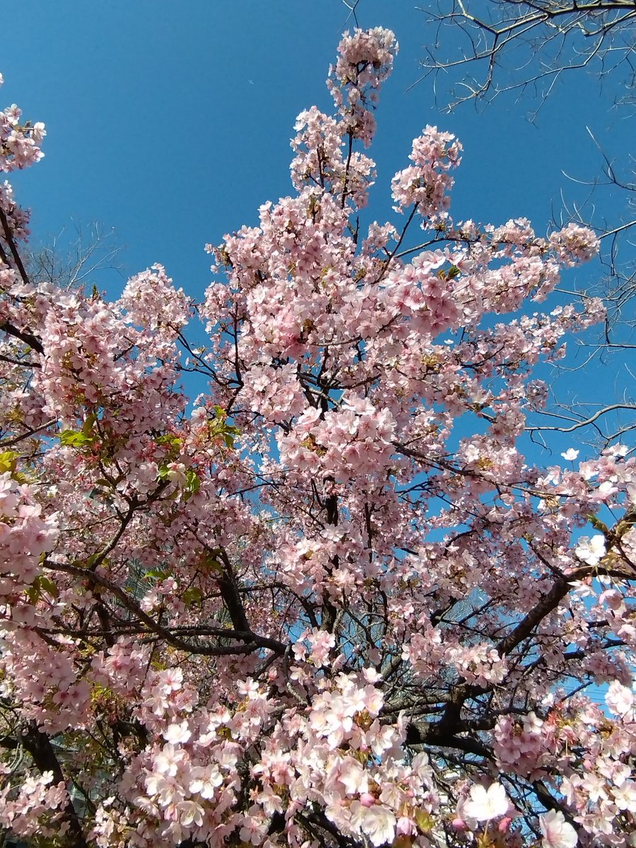 Hitomi Hirade tweet media