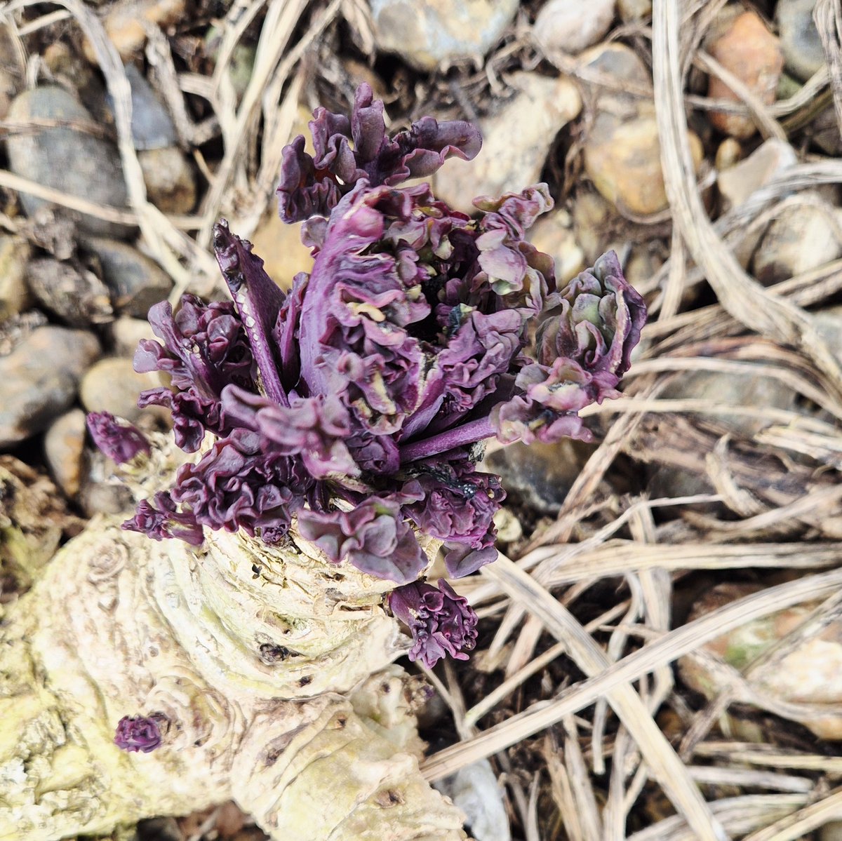 Books Landscape Magic tweet media