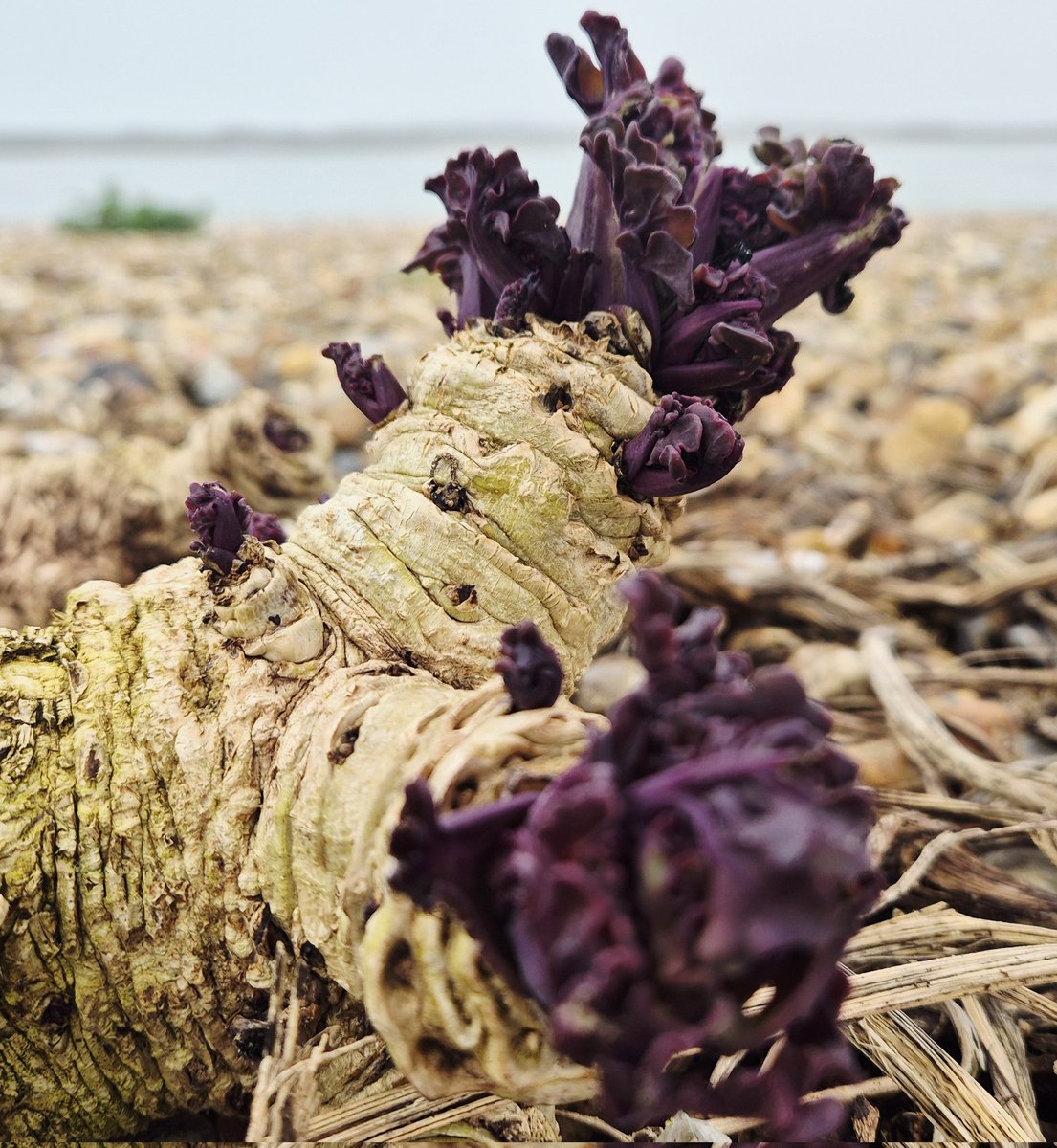 Books Landscape Magic tweet media