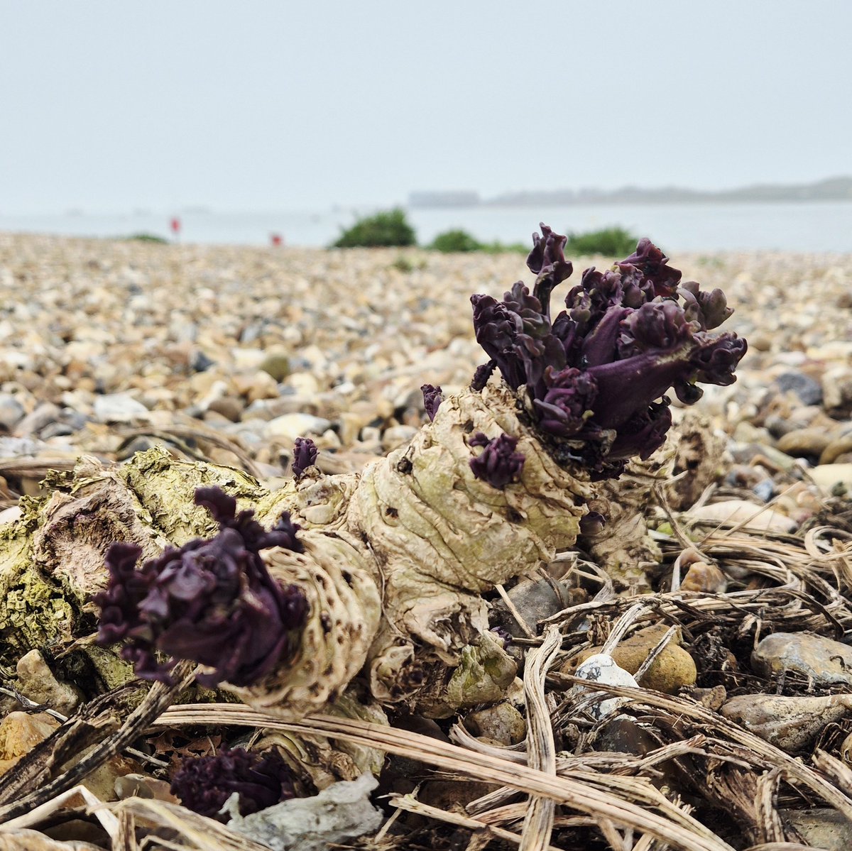 Books Landscape Magic tweet media