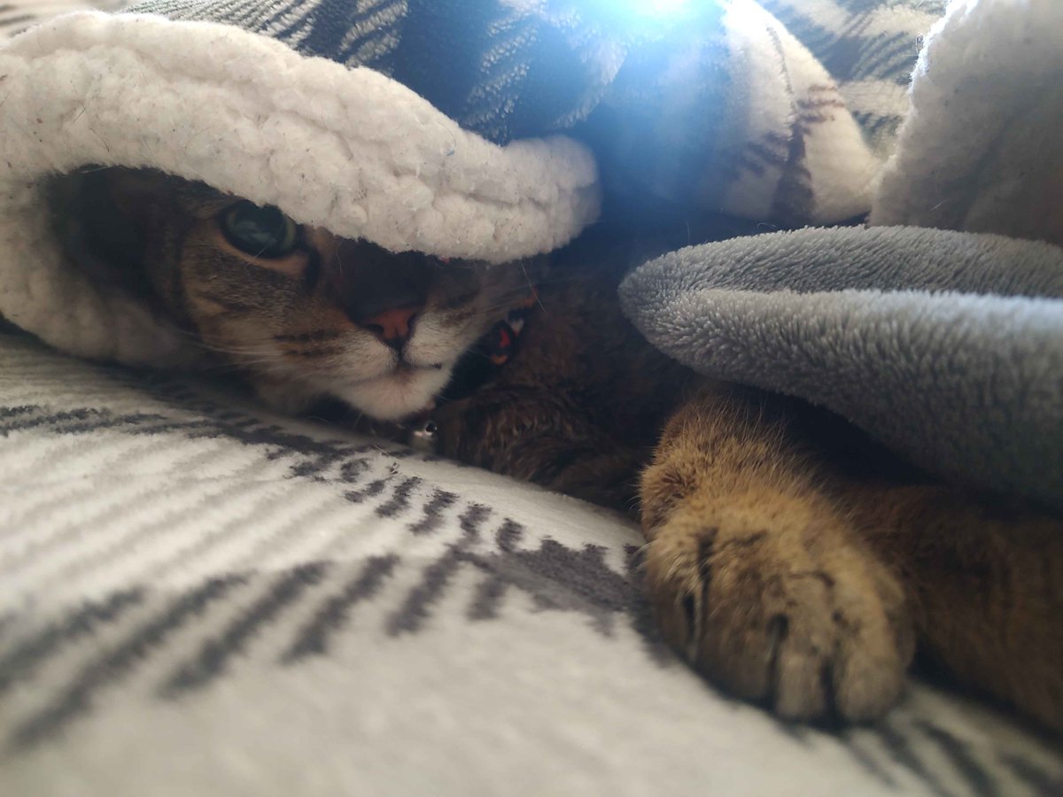 Lampert 💡Lamptuber💡 tweet media