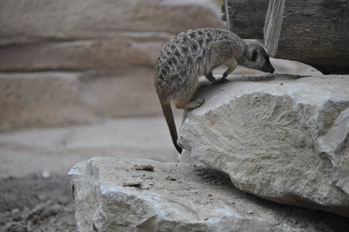 Meerkat #502