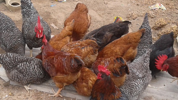 Naija_farmers's tweet photo. One Noiler hen can generate ₦50,000–₦80,000 in eggs and meat value within a year, especially when raised semi-free range.
What if you have 100 x #50,000= #5,000,000 
Some people have more!!! https://t.co/u8LMRFM1nG