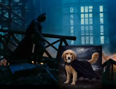 Not your dog tweet media