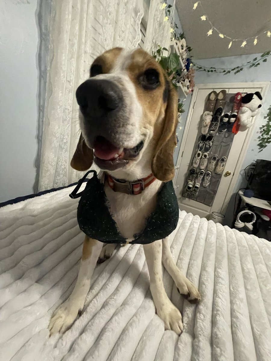 BigMuppetLover's tweet photo. Working beagle https://t.co/Cf2782tav6