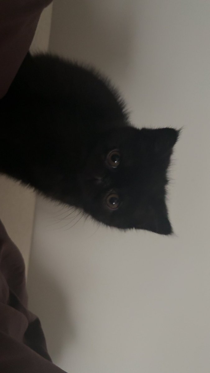 𝓢𝓮𝓷 tweet media