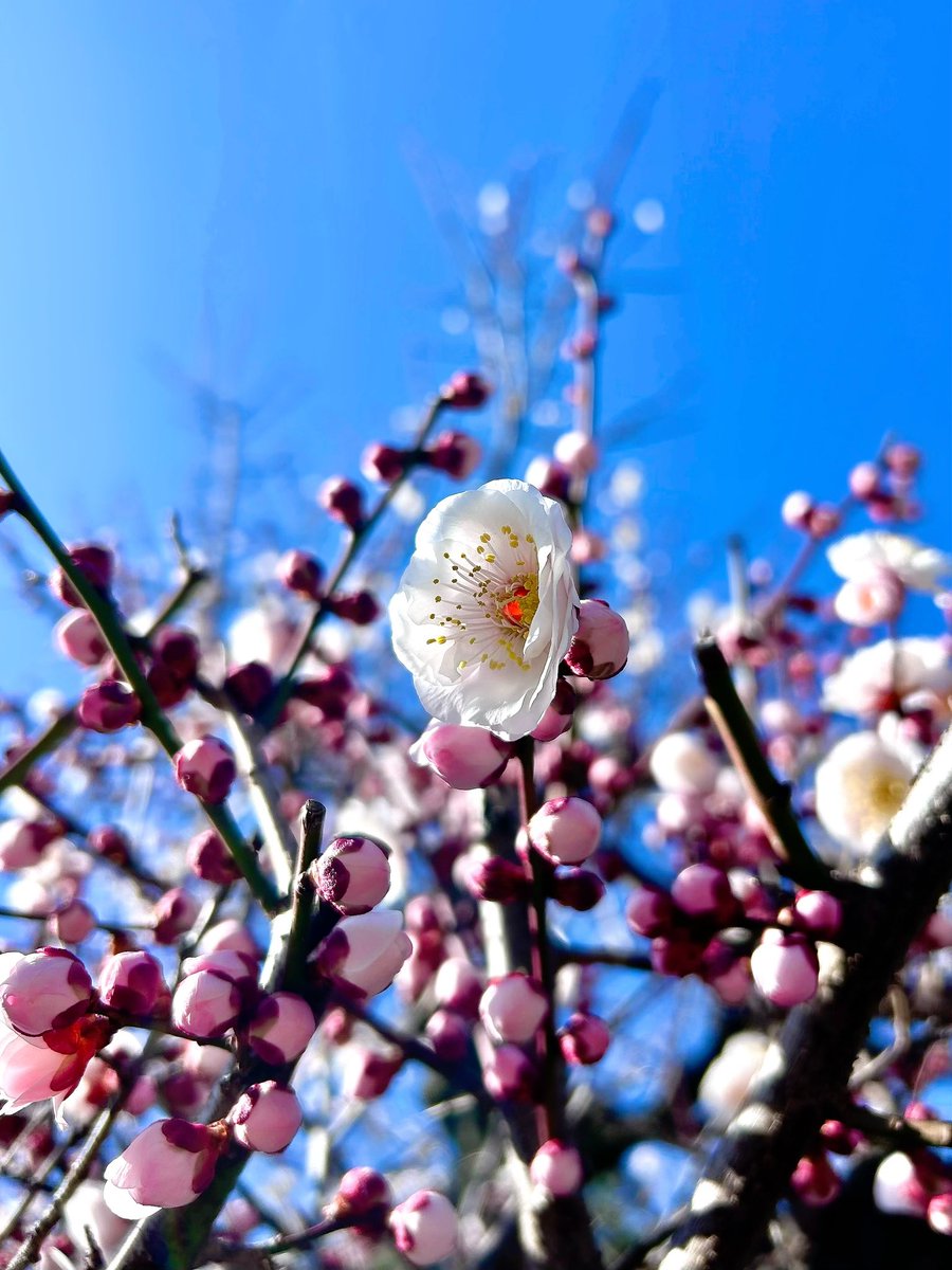 啓蟄の候🐝3月も2週目に🌸
本日も9時~＆16時~📻
生放送をお届けいたします！🎙️
#FMわたらせ🌈

3月初めの #555ひろみ も！☘️
ありがとうございました！🕺

3/9🗓️今日のテーマは…💌
『早急💨速球⚾️即興🫧卒業🎓』です！✨
“サンキュー”ありがとうなお話や🙏
春☀️ふつおたも是非~！📮