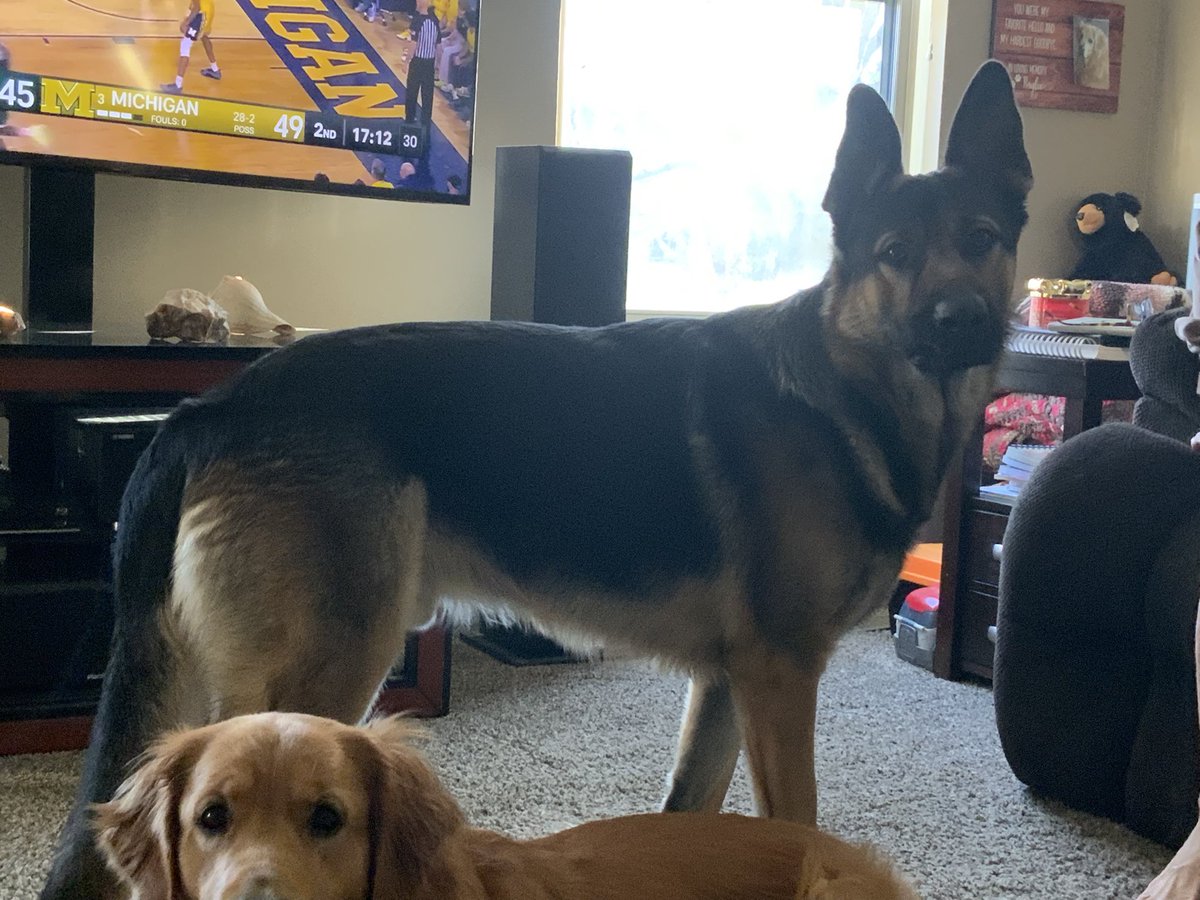 DanTooker's tweet photo. @IndianaGPA My Max, better step up his game! https://t.co/kf5Km3DWhv