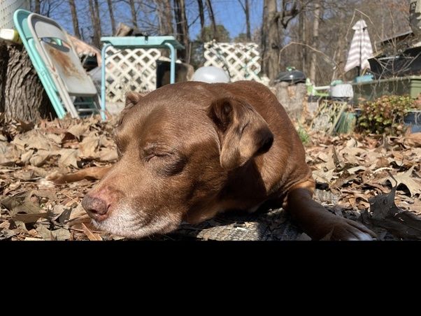 DoggLoovers's tweet photo. Sun-kissed at 19.6 years young! ☀️ Sheela is soaking up every bit of this warmer weather. We also celebrated her half-birthday this past Friday—so grateful for every single moment with this precious girl! 🎂✨ #GoldenYears #Sheela #SunSeeker #HalfBirthday
SRC: Kmelloww https://t.co/qTB4PJUlzo