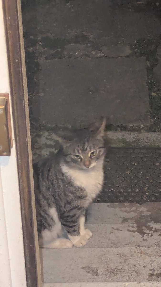 TrulyRyoz's tweet photo. Cat. https://t.co/8aUjxvU1IN