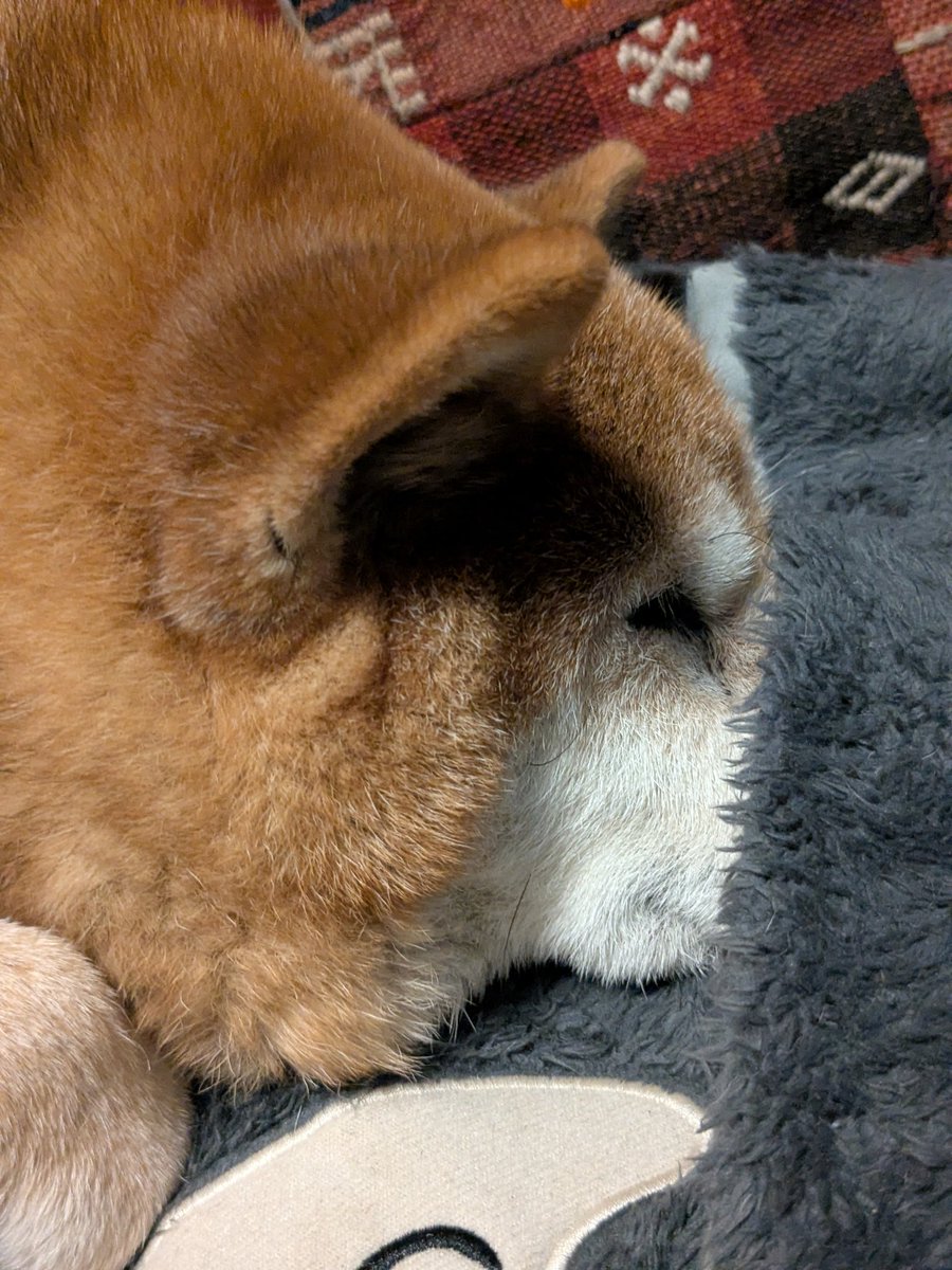 ochobichang's tweet photo. 今週もぼちぼち寝………… https://t.co/EV6pnjZ346