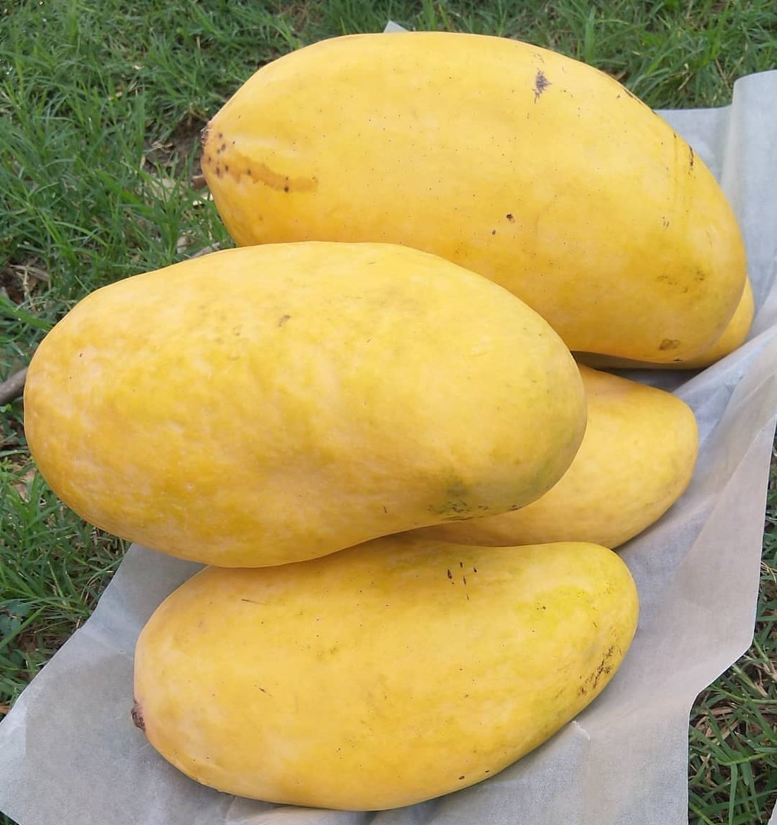 Muhammad Bilal tweet media