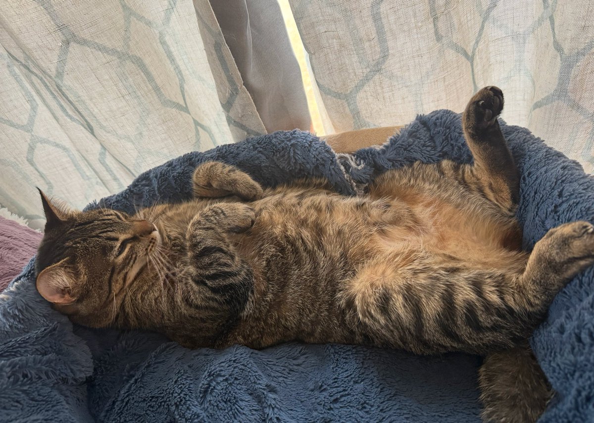 𝙶𝚊𝚕𝚕𝚊𝚐𝚑𝚎𝚛 🌻 tweet media