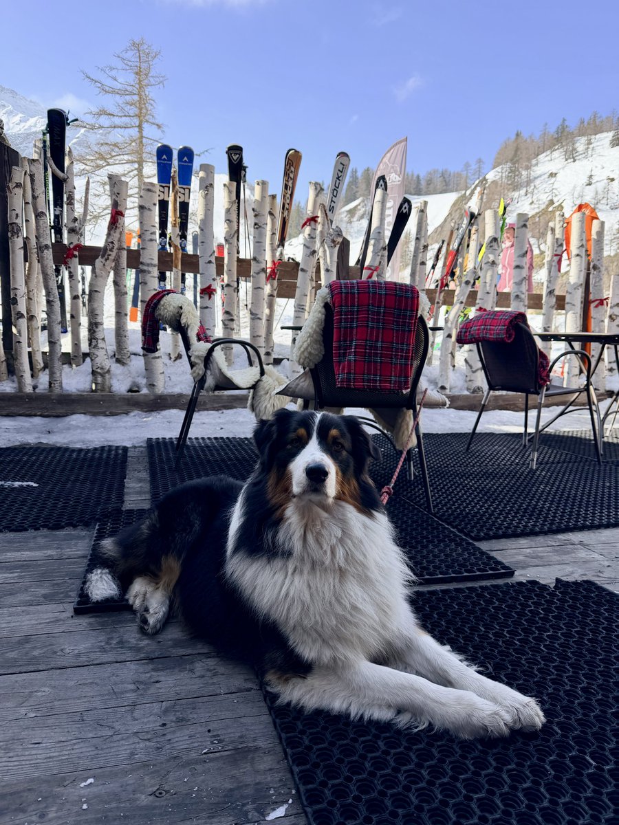 FamilySkiTrips's tweet image. Love #skiing in the shadows on #montblanc 🎿🇮🇹🇫🇷 @courmayeur_ski @montblanc_world #courmayeur our 360th #ski resort 🎿🥂