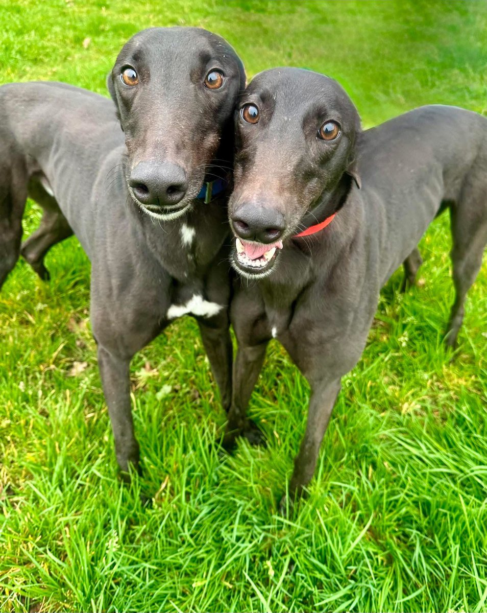 ๐น๐ฌ๐ฌ๐บ ๐ฎ๐น๐ฌ๐๐ฏ๐ถ๐ผ๐ต๐ซ ๐น๐จ๐ช๐ฐ๐ต๐ฎ tweet media