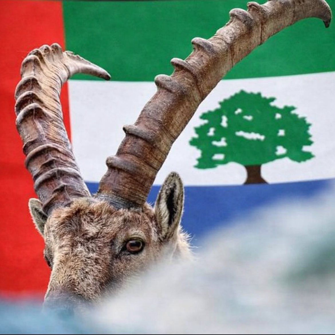 Abdulrahman Almeqdad tweet media