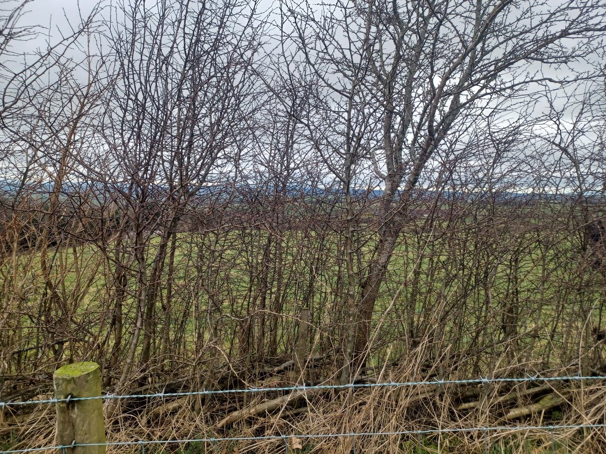 FavColour_Green's tweet photo. Then to Penrith where the Renisons farm delighted me

8km newly planted hedge, some had already had its maiden lay, and all establishing incredibly well given its 800m above sea level!

The brilliant Peter Gibson (4 times grand national champion hedgelayer) joined us too https://t.co/m8TzUMkUSX