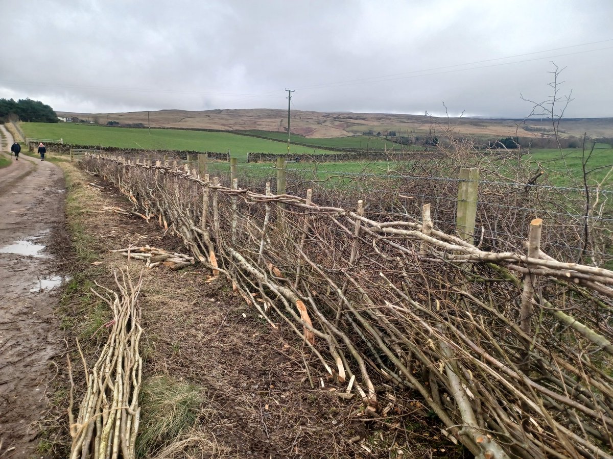 FavColour_Green's tweet photo. Then to Penrith where the Renisons farm delighted me

8km newly planted hedge, some had already had its maiden lay, and all establishing incredibly well given its 800m above sea level!

The brilliant Peter Gibson (4 times grand national champion hedgelayer) joined us too https://t.co/m8TzUMkUSX