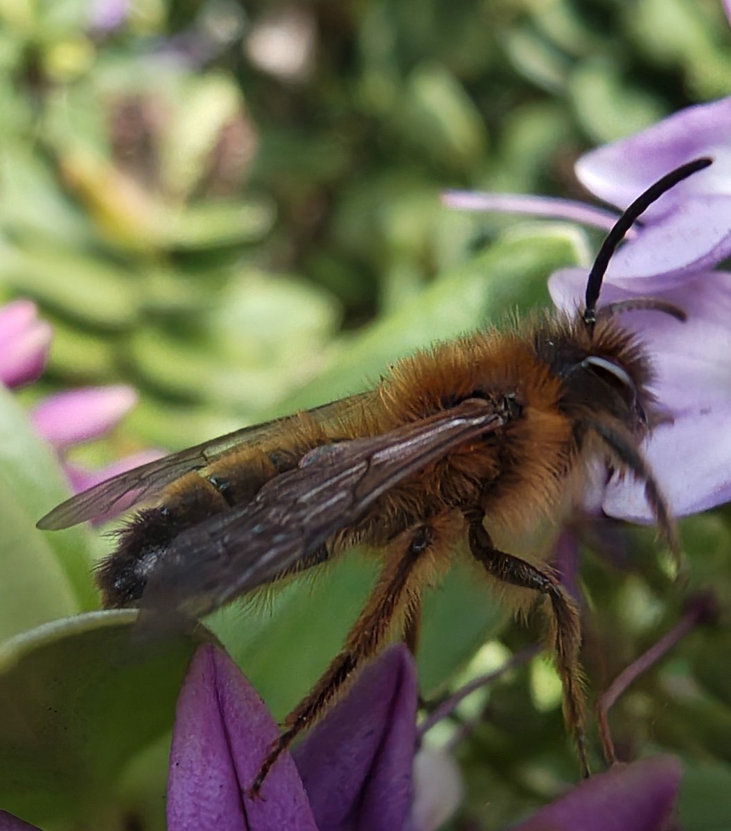 Dan Carter tweet media