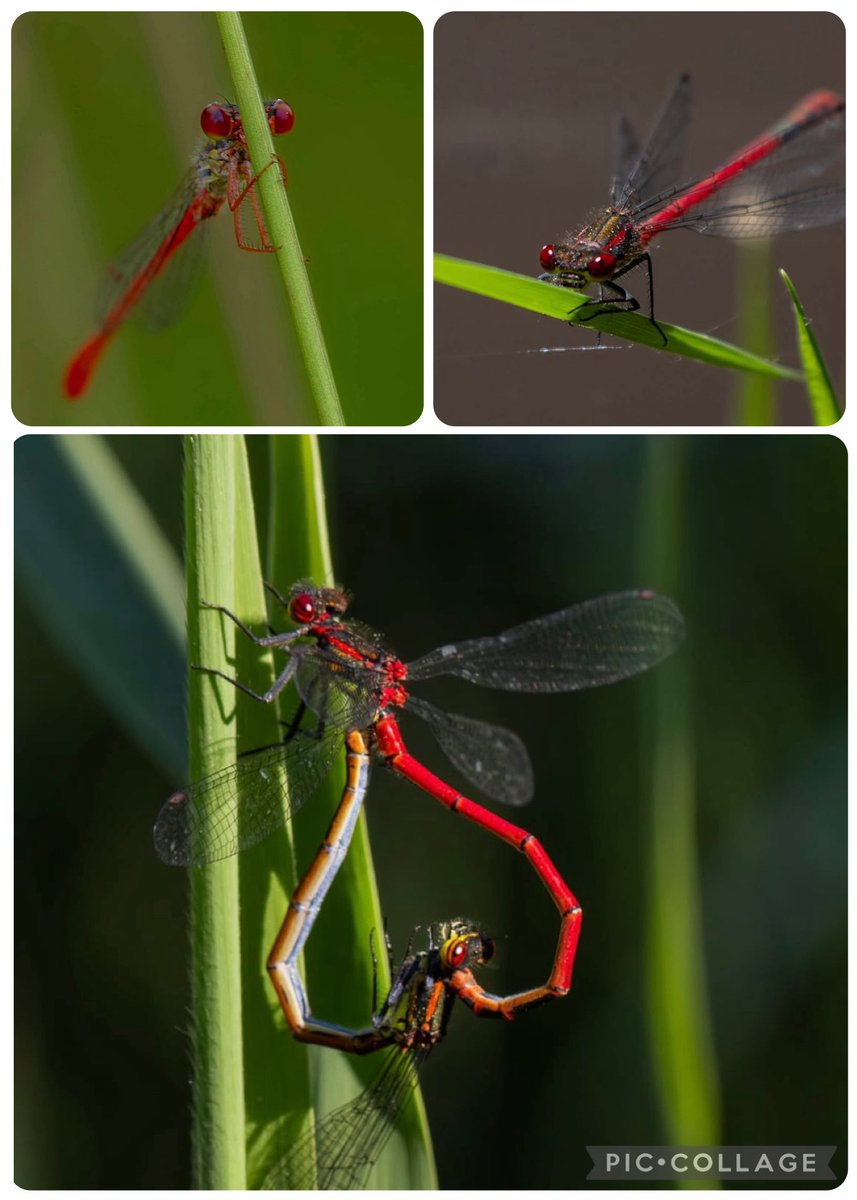 #Libellente 1 #Koraaljuffer en 3 x #Vuurjuffer