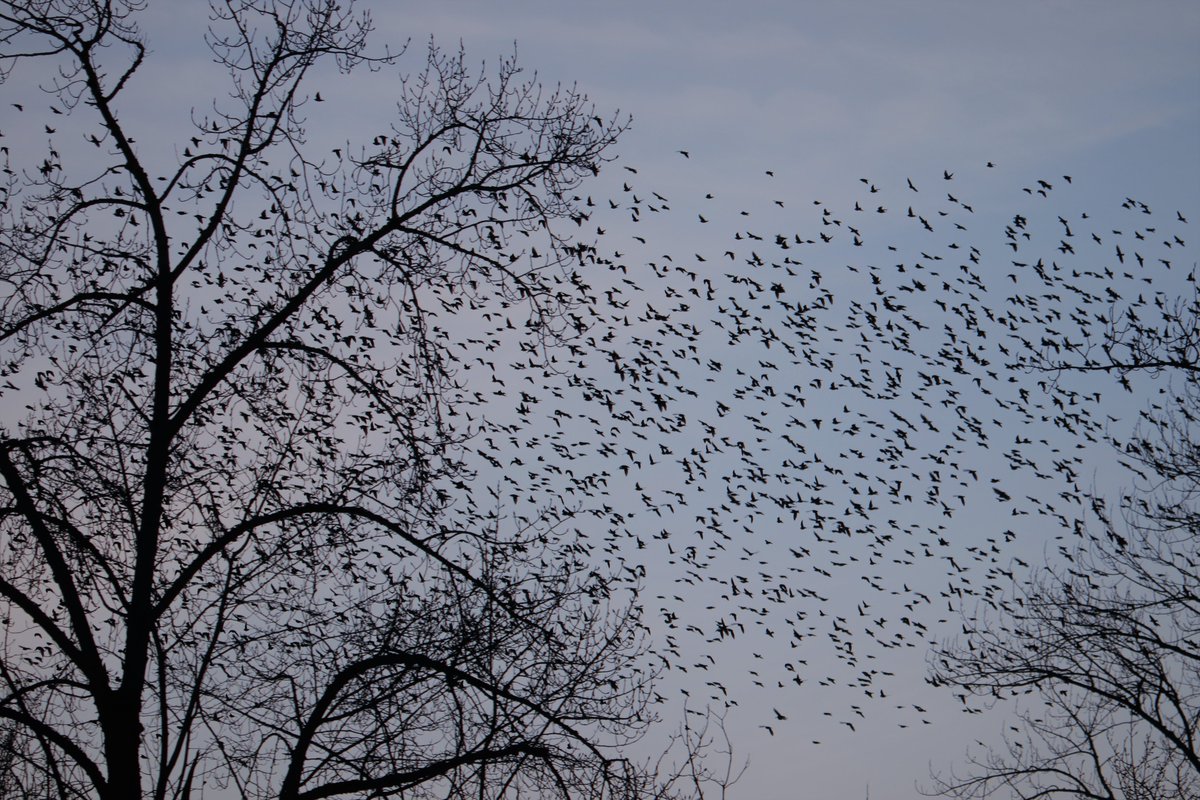I love a sky full of birds.