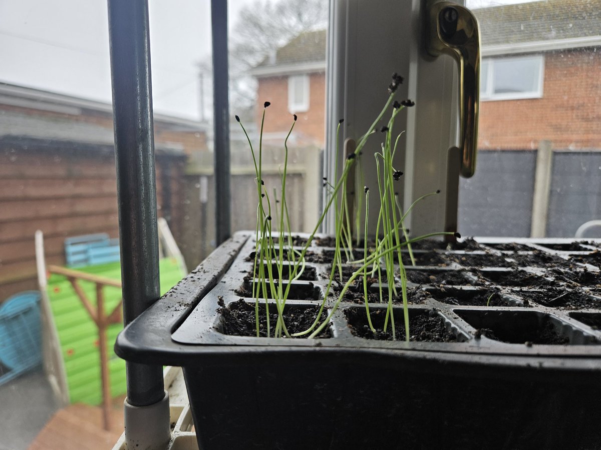 GrowingRogueUK's tweet photo. Seedlings going strong in the window so far. 

Here's the thing: how do I get Leeks from here to actually being Leeks? Never managed to grow even one past this stage. Explain it to me like I'm 5 and was dropped on my head once or twice. https://t.co/sKTvtL8LXc