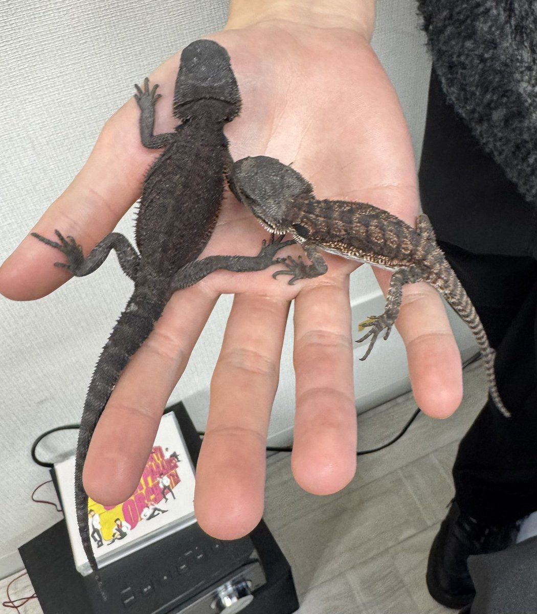 GemBPまんまる/ミサ tweet media