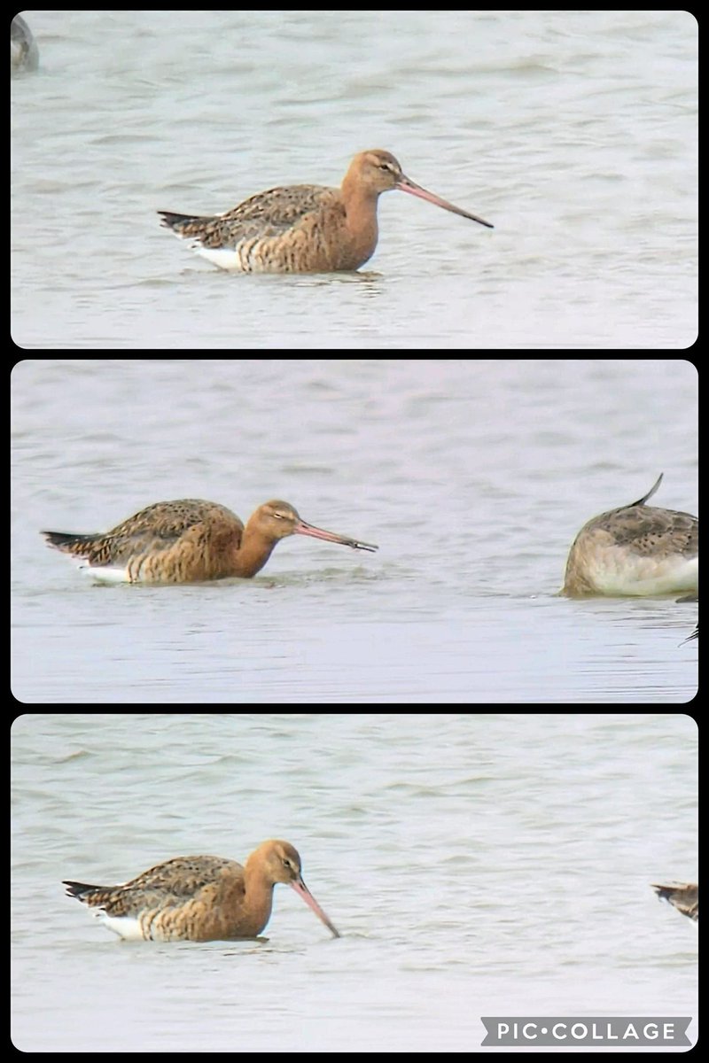 The Icelandic Black-tailed Godwits are building in number on the marsh at the moment (100 on the south side &amp; more on the north). Many retain the familiar grey garb of winter but there's the odd one advancing into summer attire now. Eyes open for an early L3 soon 👀 🤞
#limosa