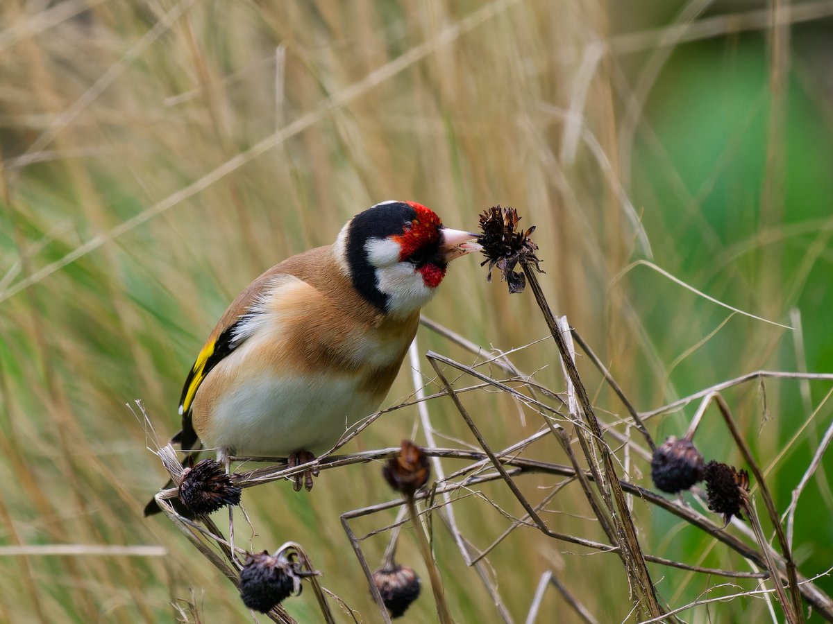 Michael Sanders tweet media
